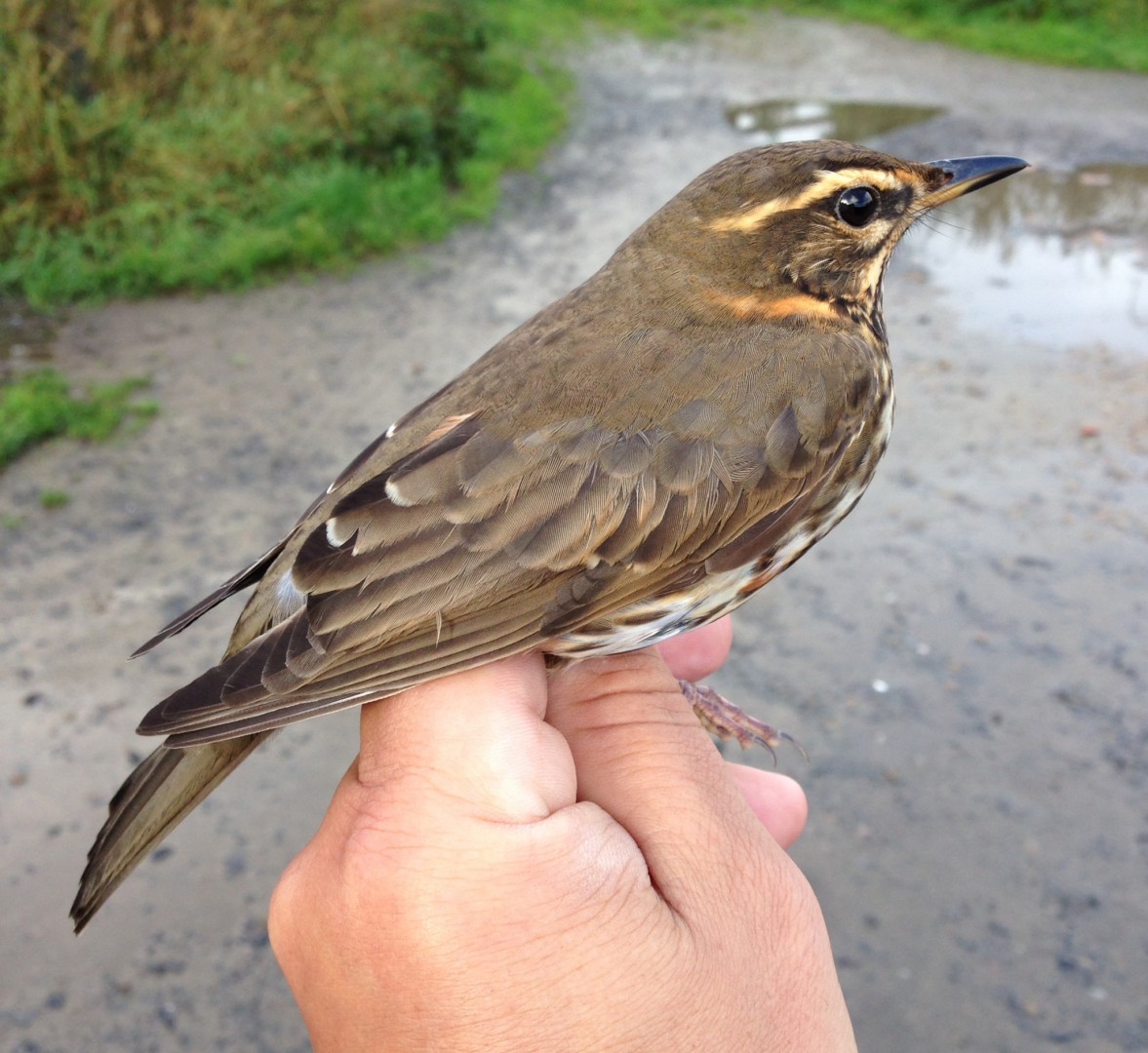 redwing.JPG